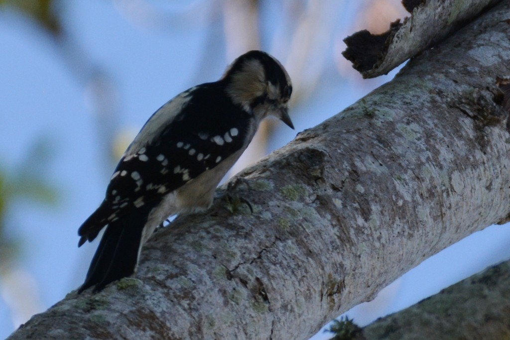 Downy Woodpecker - ML35338211