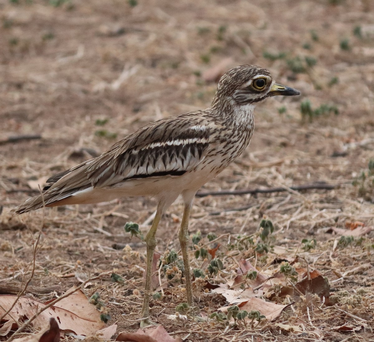 Indian Thick-knee - ML353384821