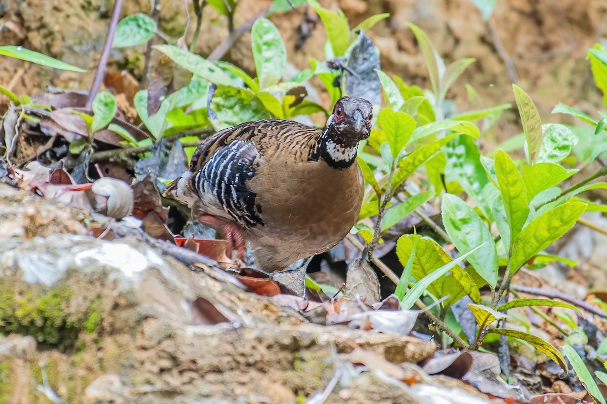 Roll's Partridge - ML353385601