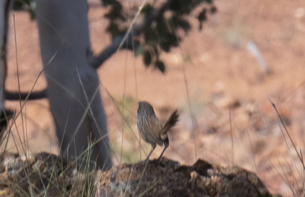 Carpentarian Grasswren - ML353386401