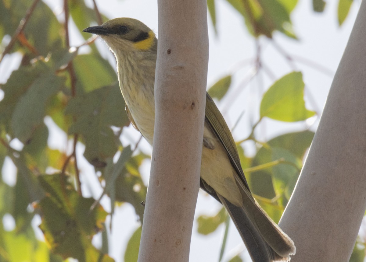 Gray-fronted Honeyeater - ML353386441