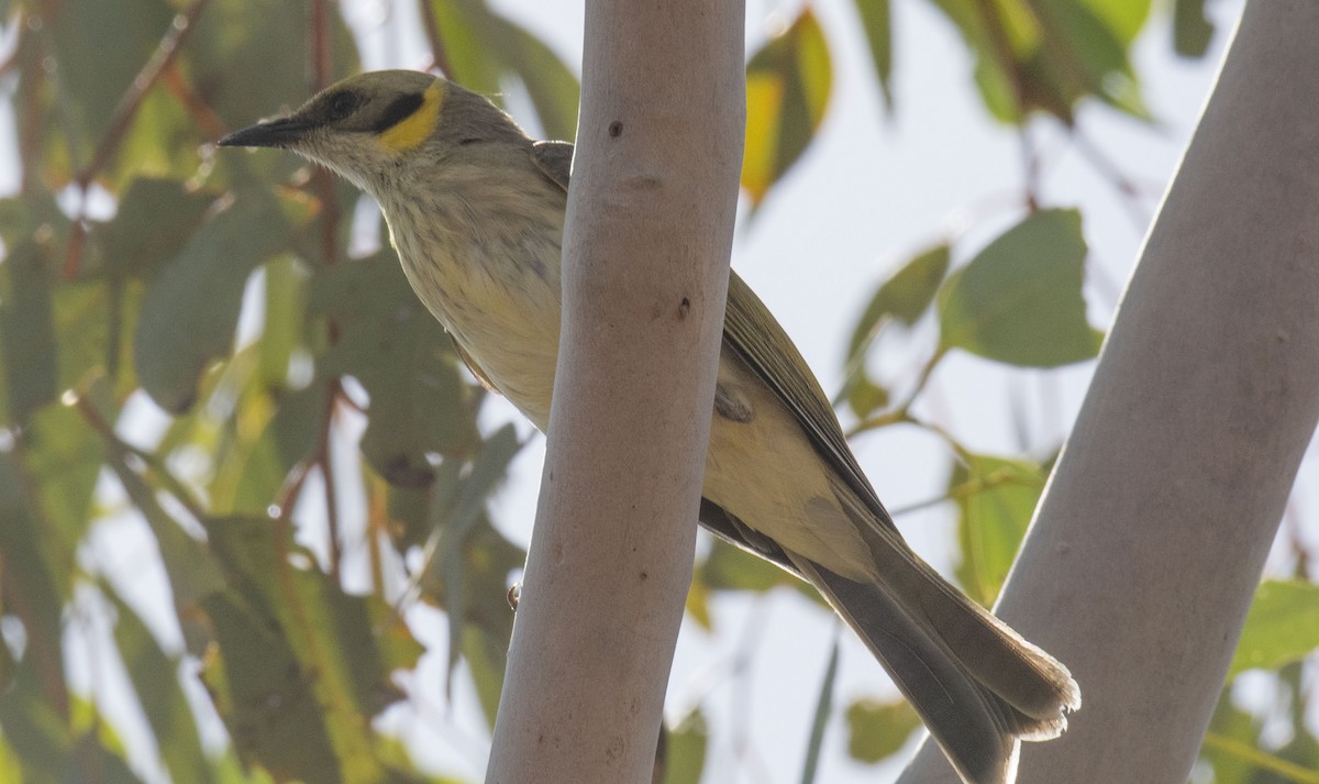 Gray-fronted Honeyeater - Philip Griffin