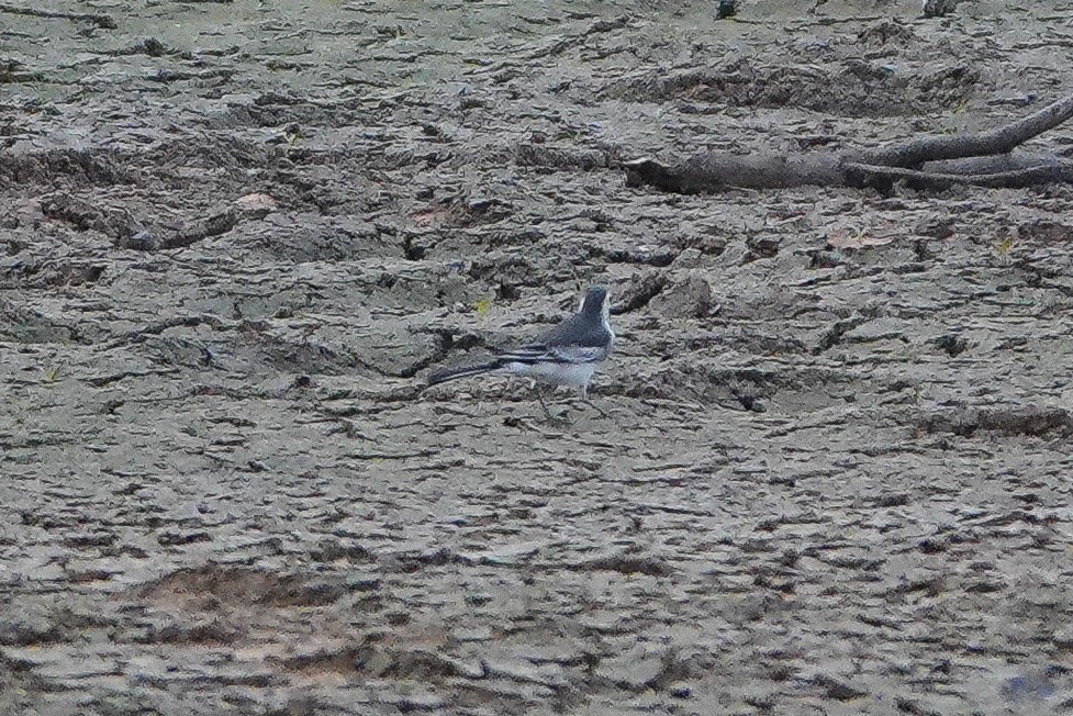 White Wagtail (Chinese) - Colin Poole