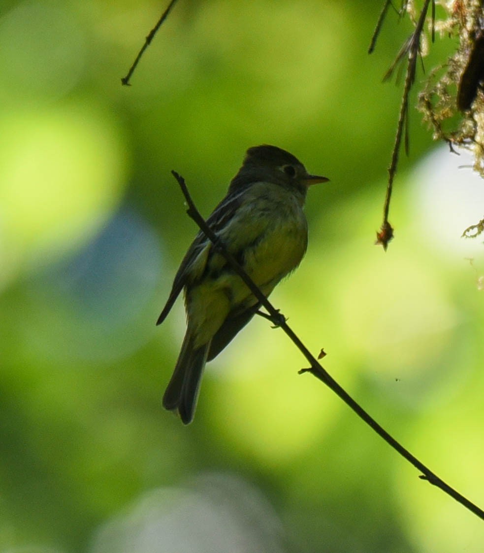 Western Flycatcher (Pacific-slope) - virginia rayburn