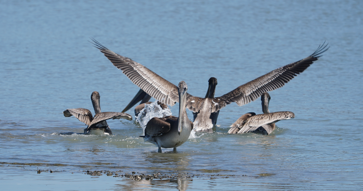 Brown Pelican - ML353387461