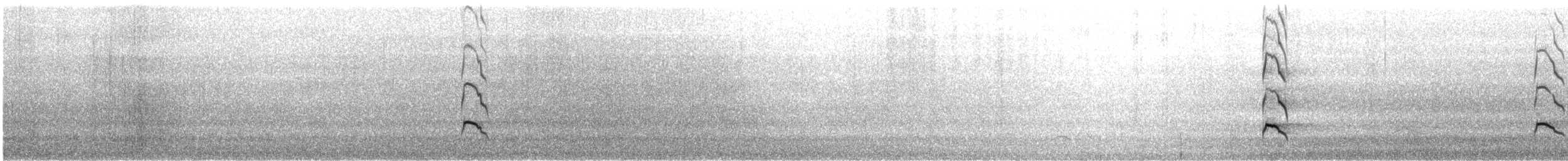 オーストラリアクロミヤコドリ - ML353387621