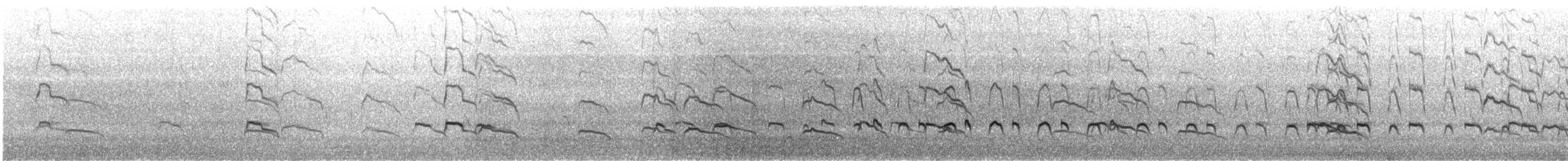 オーストラリアクロミヤコドリ - ML353387631