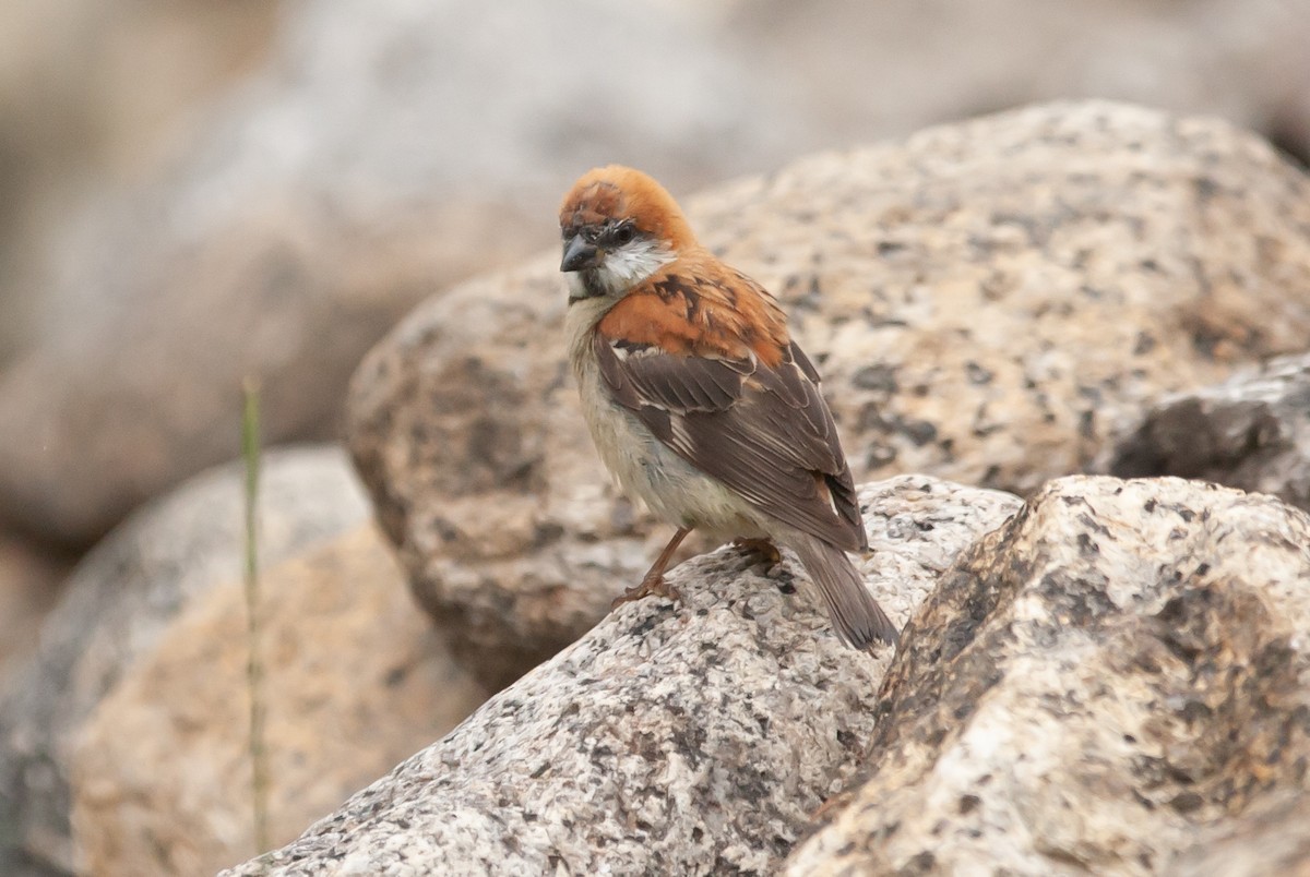 Russet Sparrow - Sathyan Meppayur