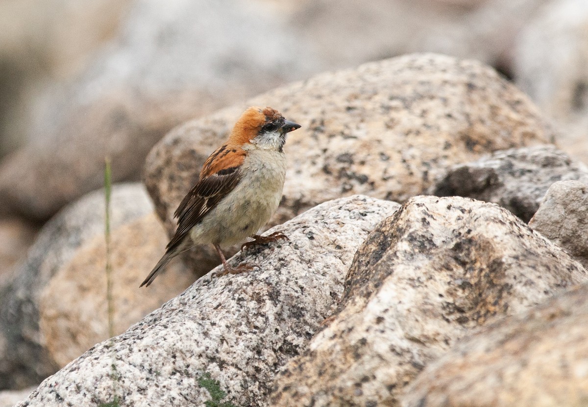 Russet Sparrow - ML353390491