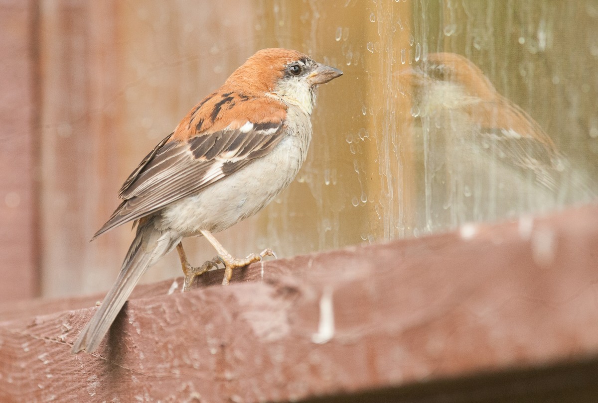 Russet Sparrow - ML353390531