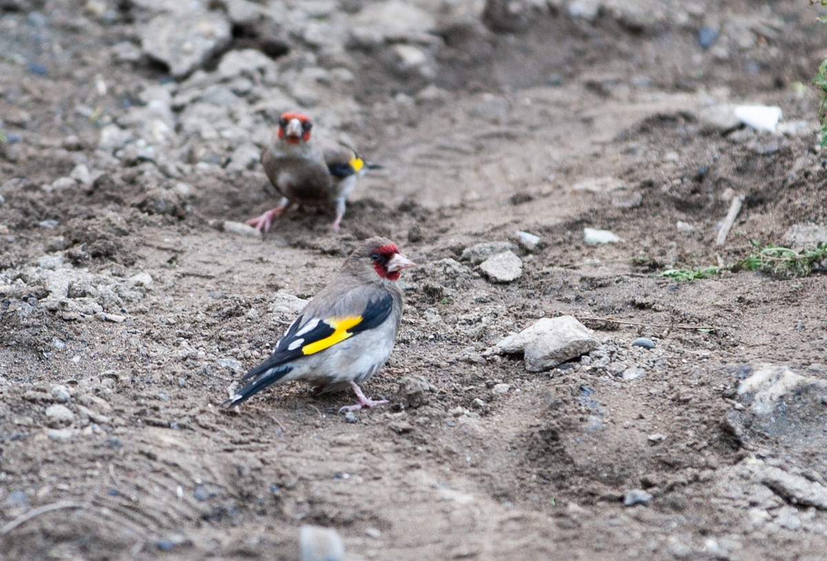 European Goldfinch - ML353390591