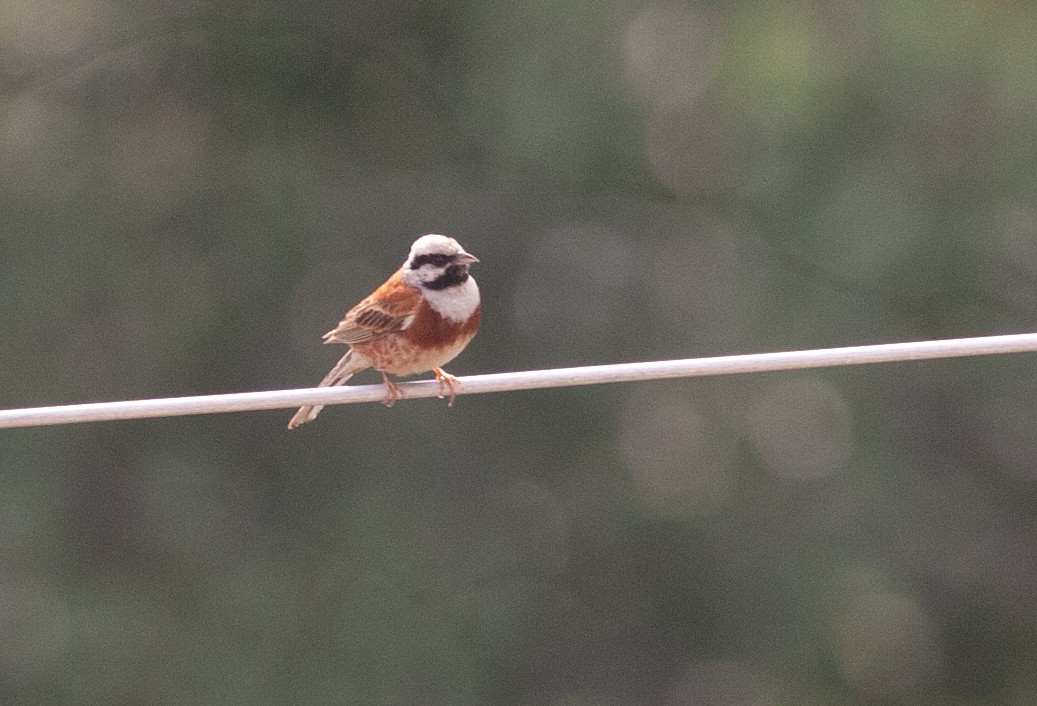 White-capped Bunting - ML353390601