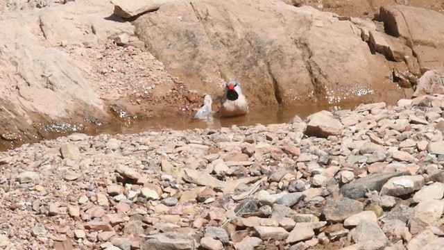 Long-tailed Finch - ML353391791