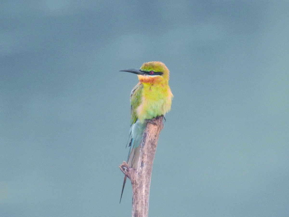 Blue-tailed Bee-eater - ML353391911