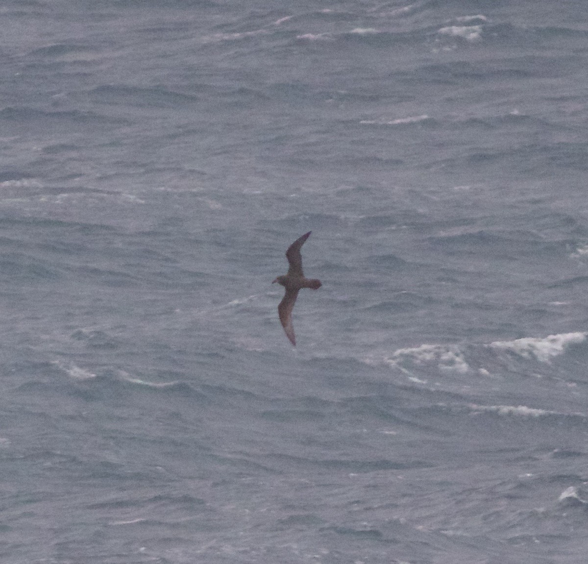 Gray-faced Petrel - ML353392181