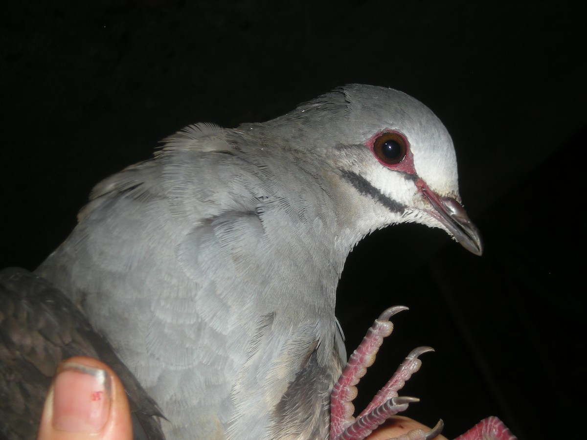 holub panamský - ML35339241