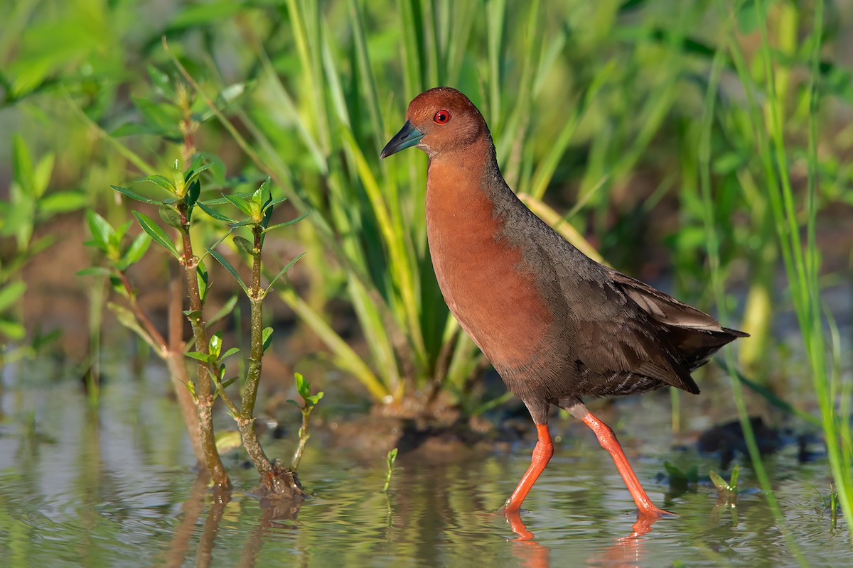 Ruddy-breasted Crake - Ayuwat Jearwattanakanok