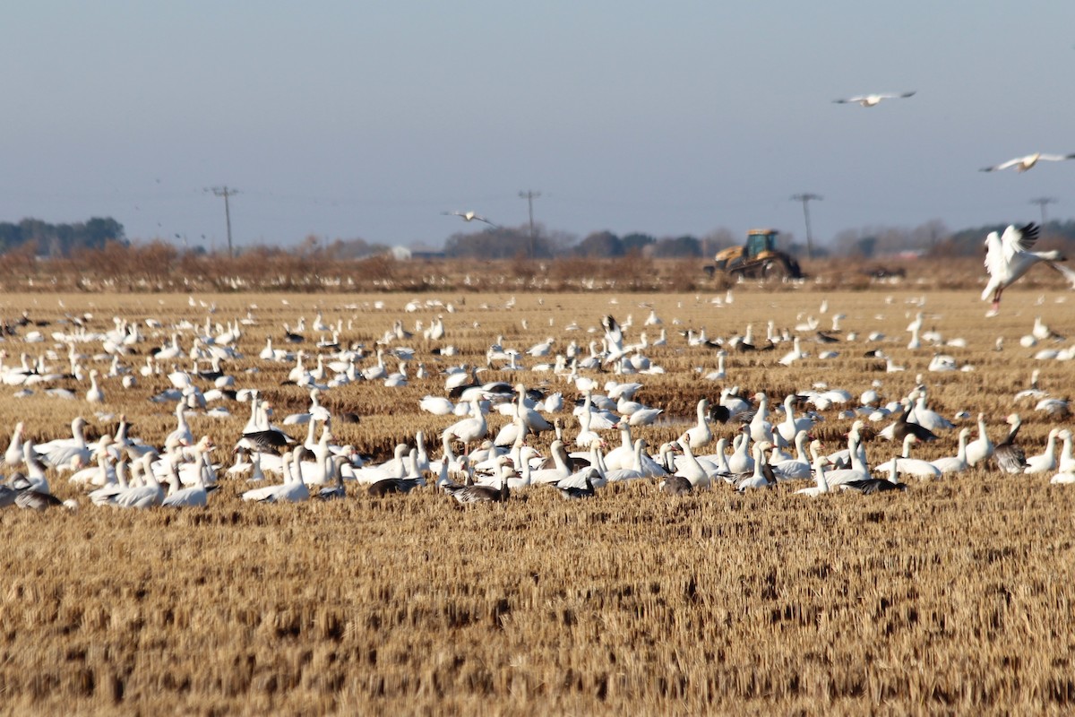 Snow Goose - ML353393211