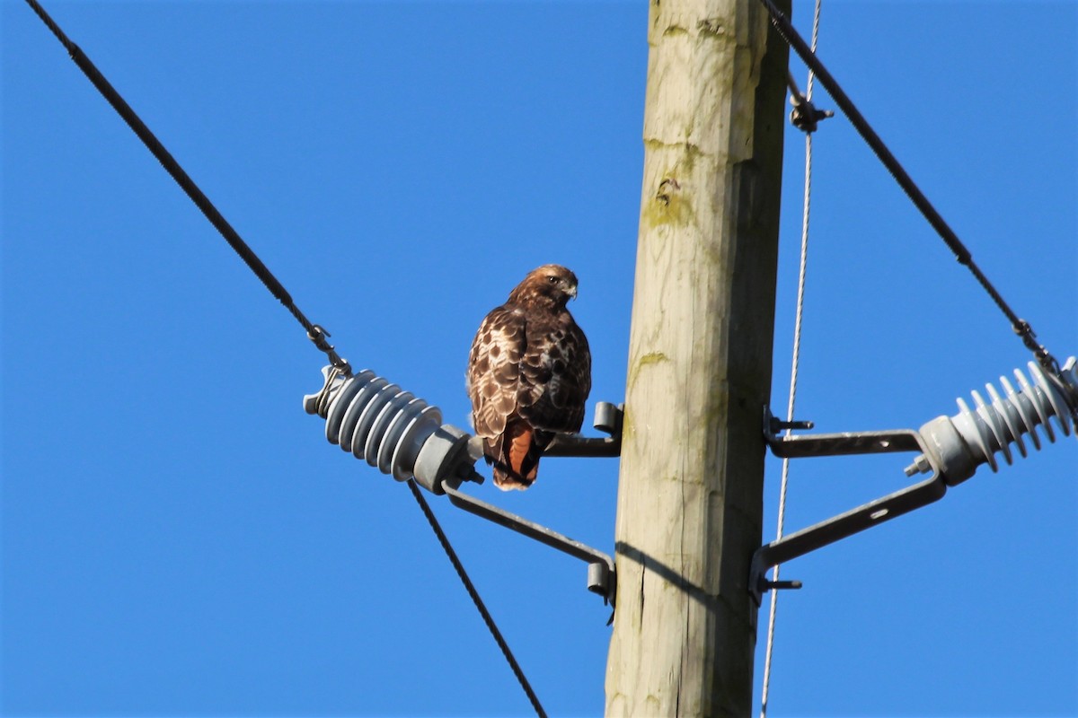 Red-tailed Hawk - ML353393241