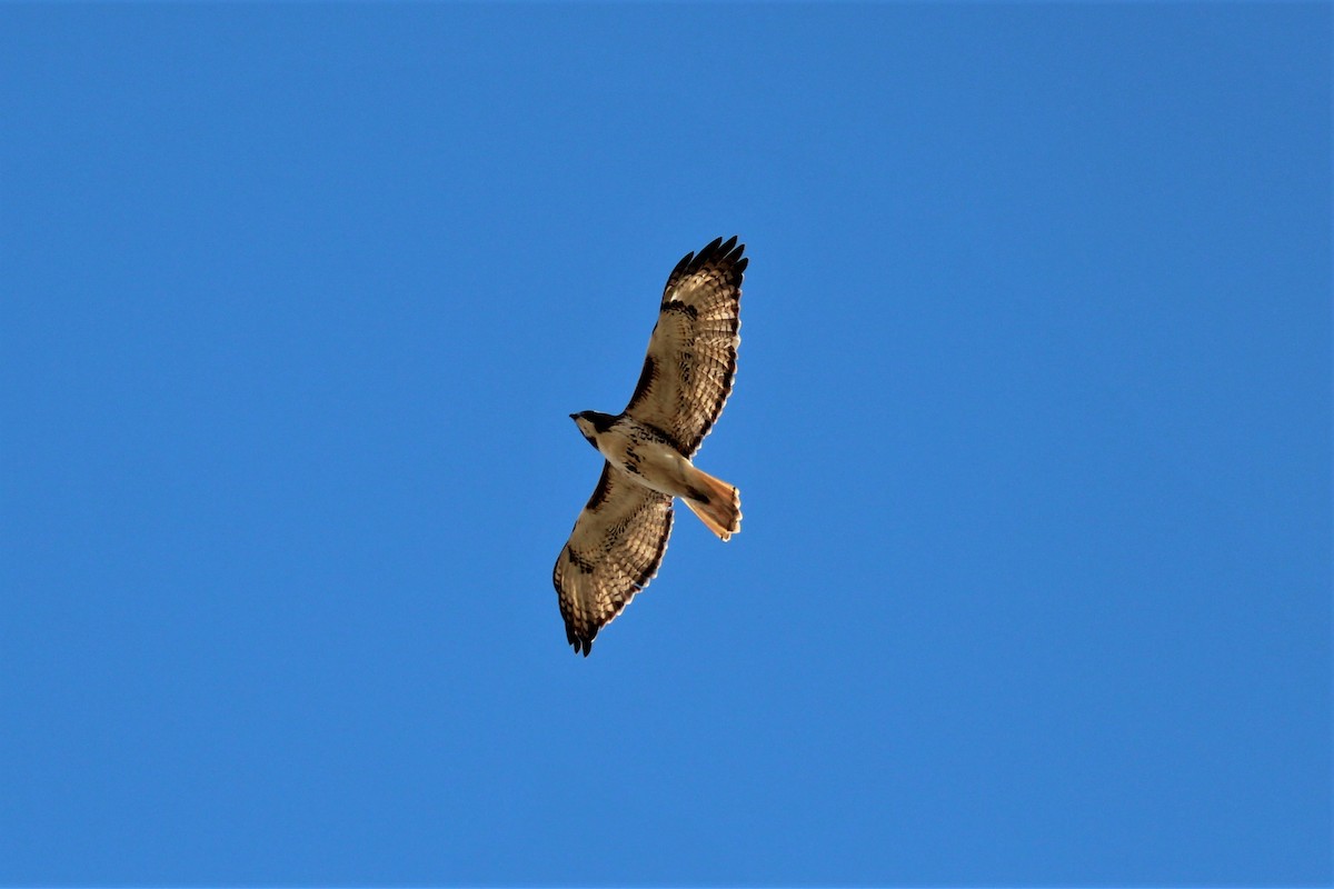 Red-tailed Hawk - ML353393361