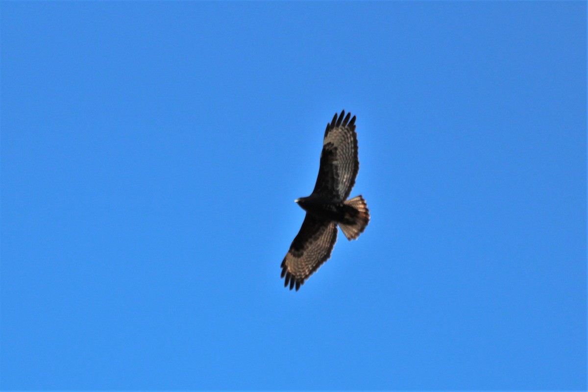 Red-tailed Hawk - ML353393371