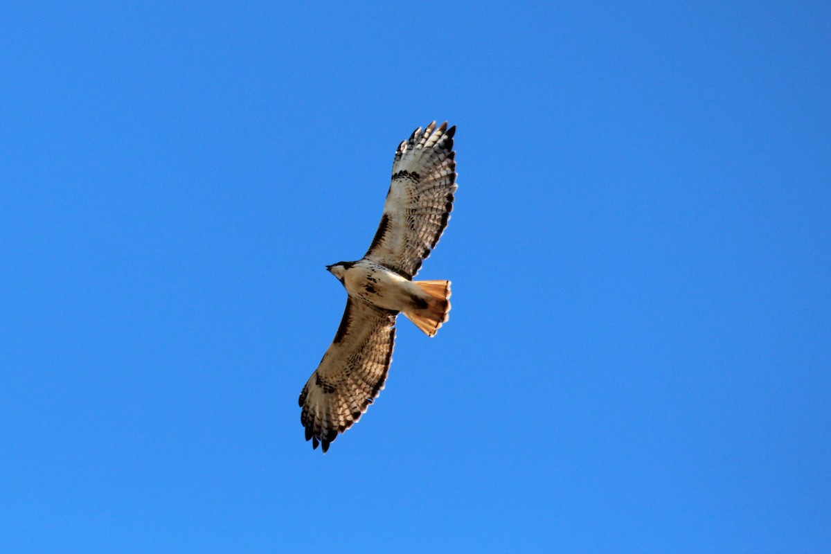Red-tailed Hawk - ML353393381