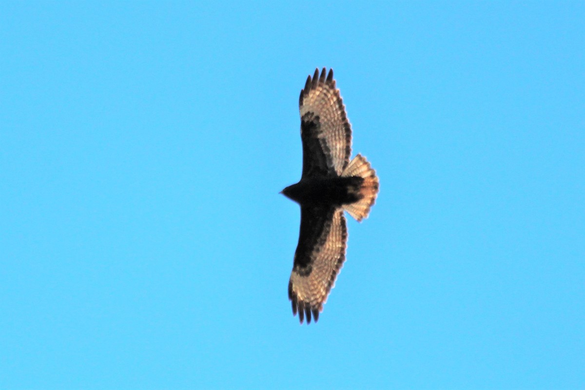 Red-tailed Hawk - ML353393391