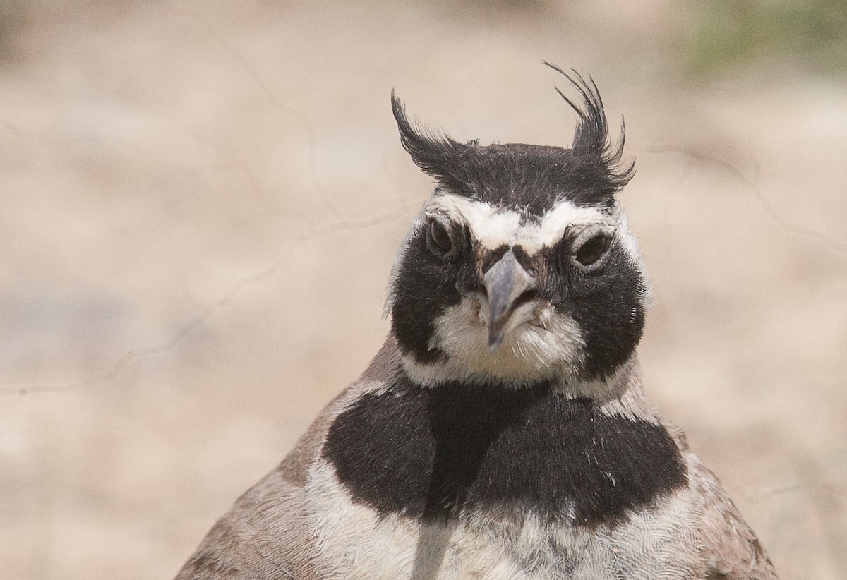 Horned Lark - ML353393481