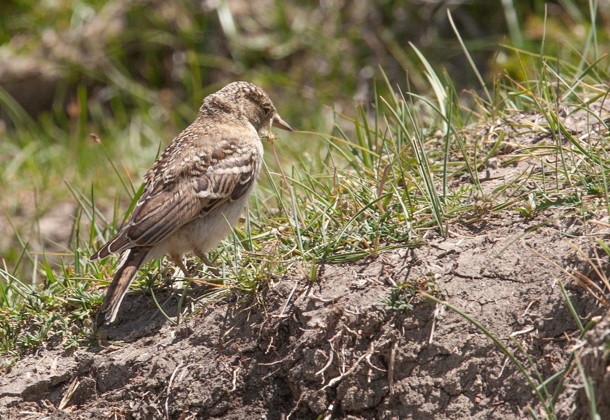 Horned Lark - ML353393491