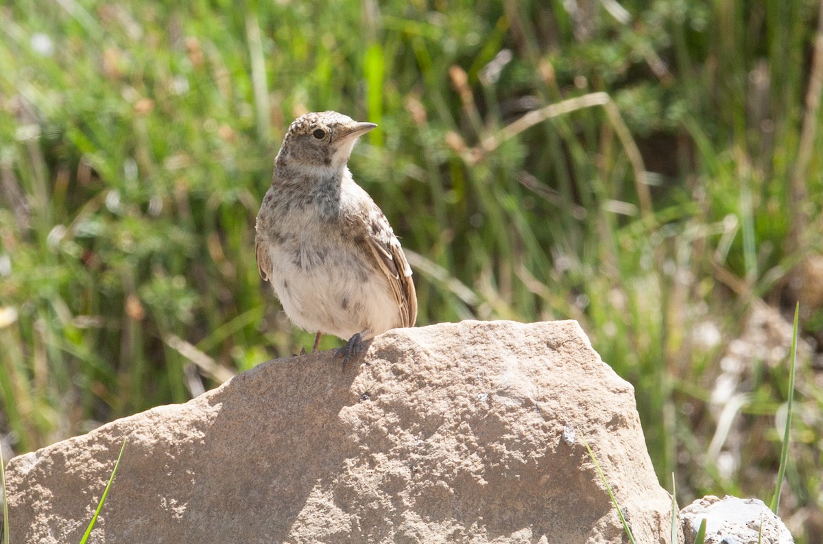 Horned Lark - ML353393501