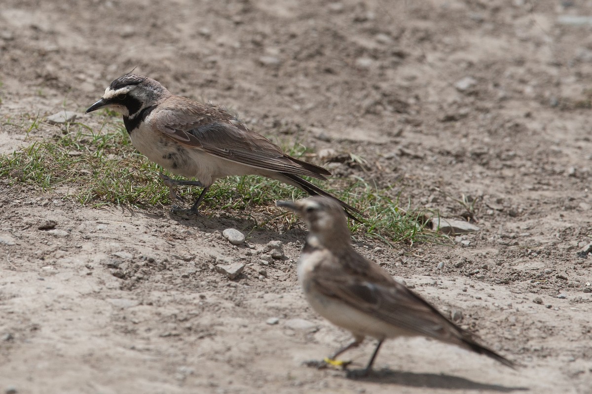 Horned Lark - ML353393511