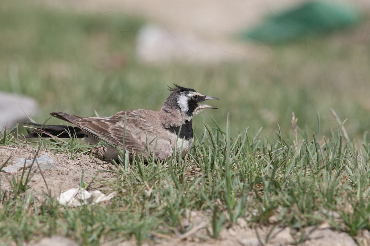 Horned Lark - Sathyan Meppayur