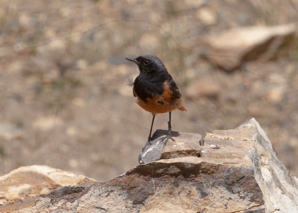 Black Redstart - ML353393561