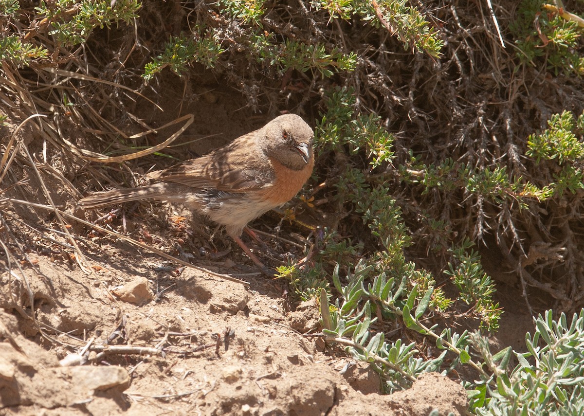 Robin Accentor - ML353393601