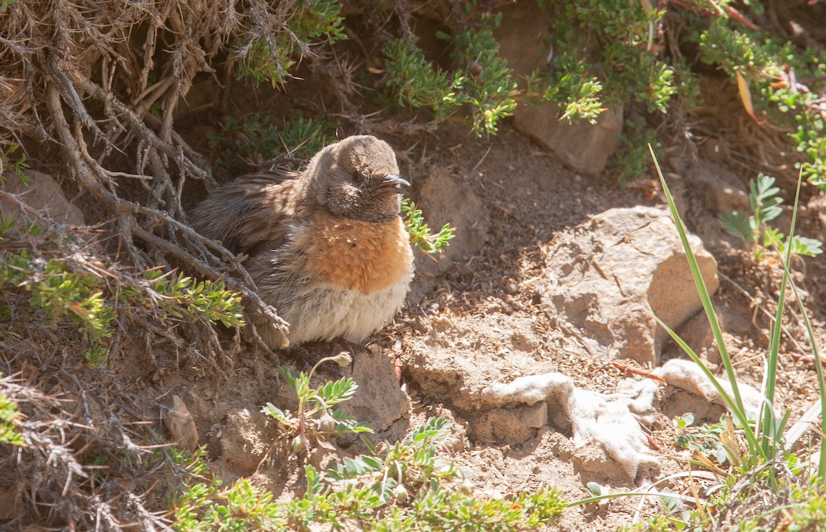 Robin Accentor - ML353393611