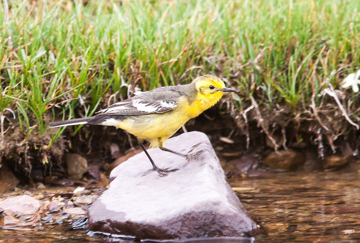 Citrine Wagtail - ML353393701