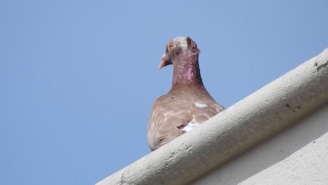 Rock Pigeon (Feral Pigeon) - ML353393801