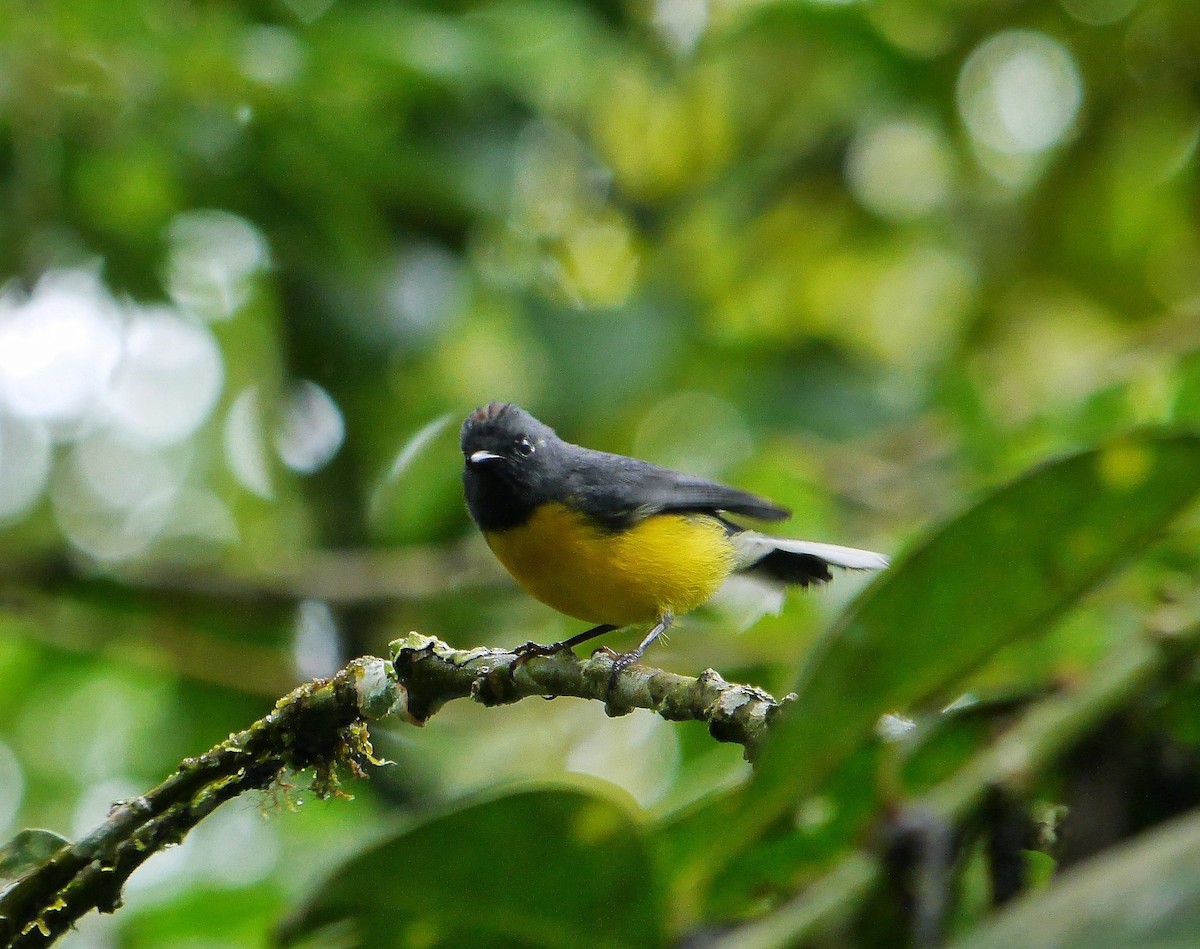 Slate-throated Redstart - David Diller