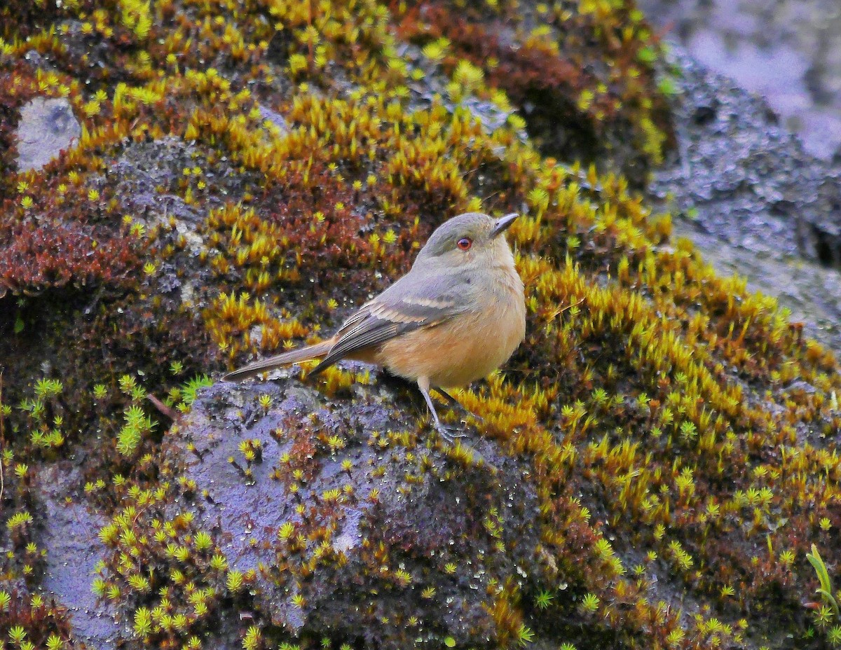 Rufous-tailed Tyrant - ML353395591
