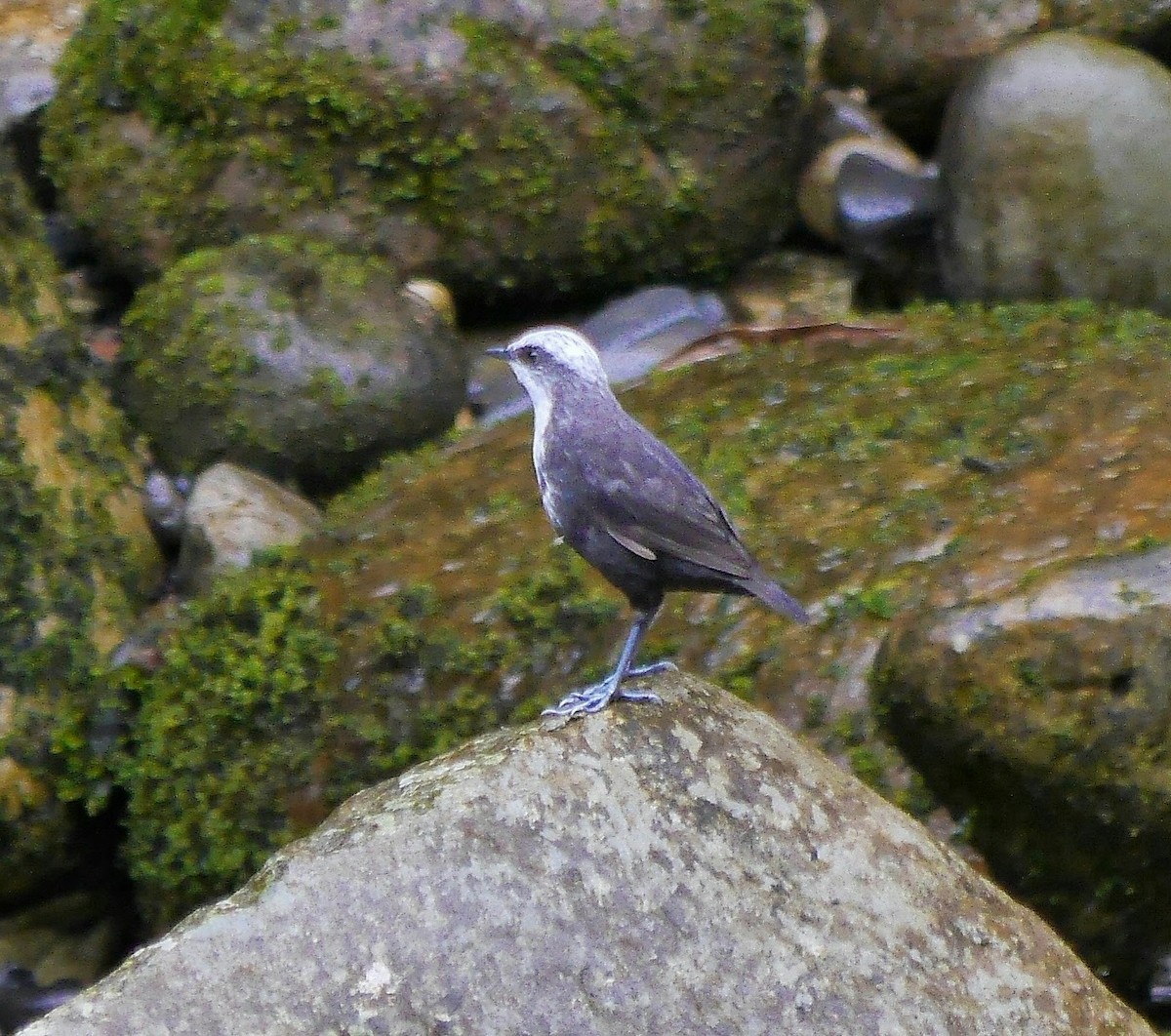 White-capped Dipper - ML353395691