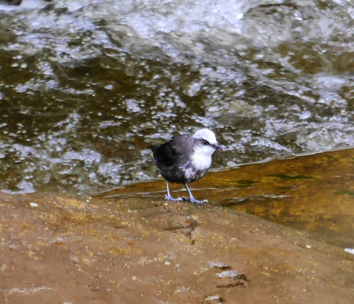 White-capped Dipper - ML353395701