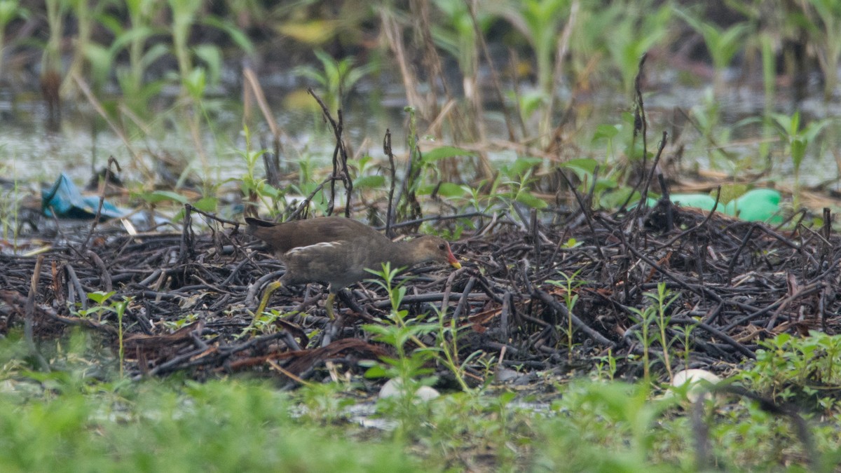 Eurasian Moorhen - ML353395781