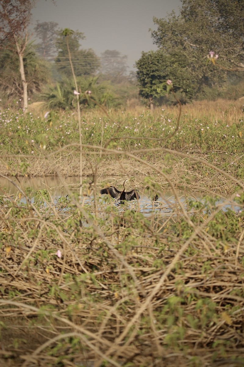 Oriental Darter - ML353395811