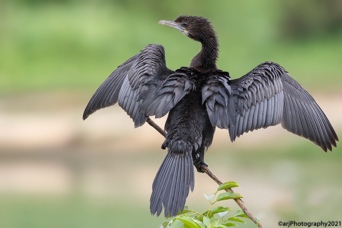 Cormorán de Java - ML353396461