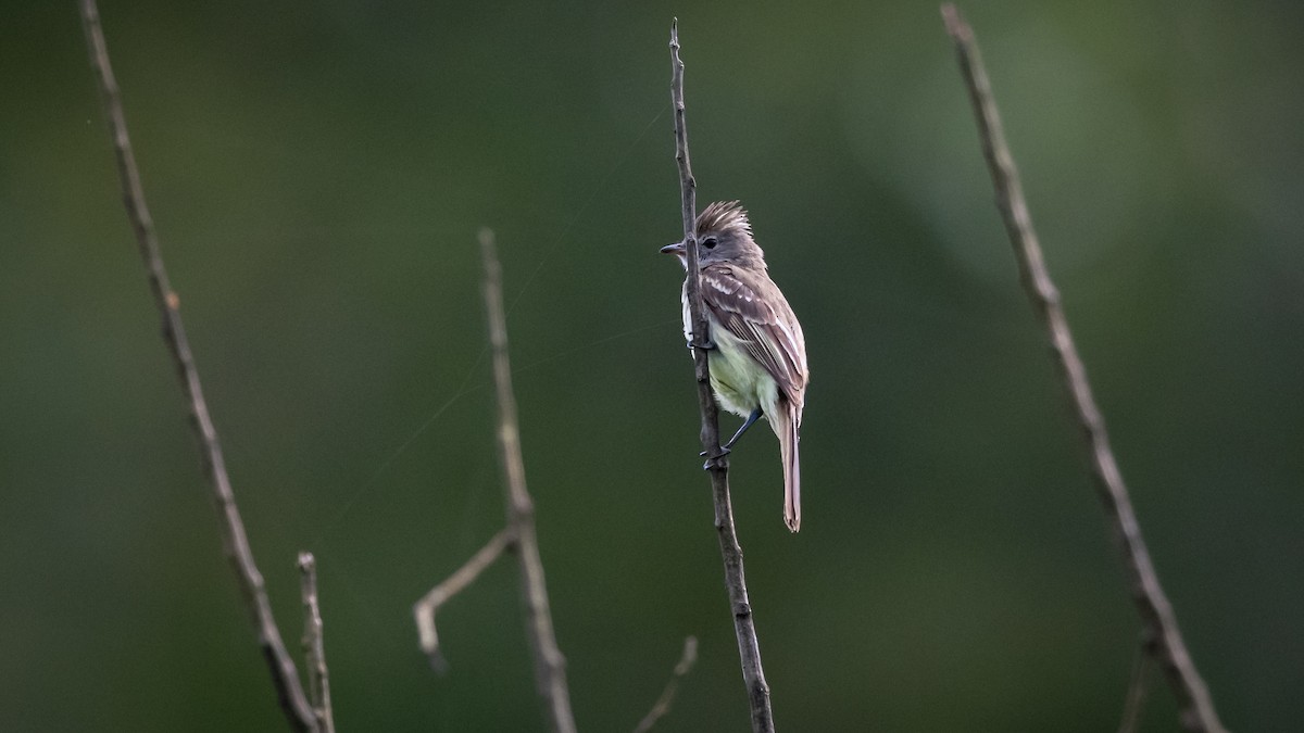 Yellow-bellied Elaenia - Mathurin Malby