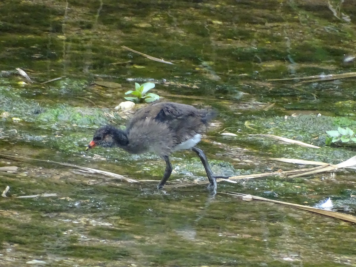 Eurasian Moorhen - Hector Marti