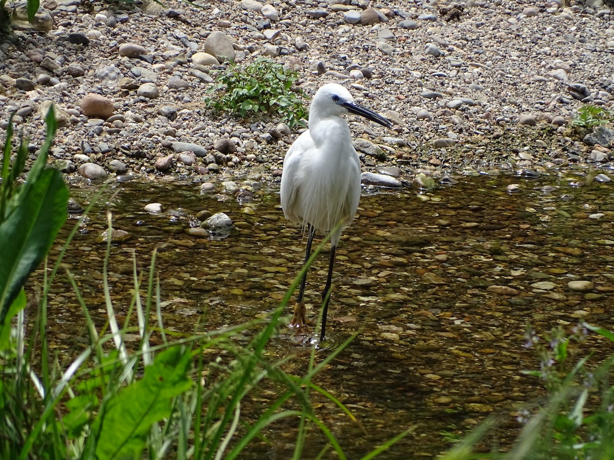 Little Egret - ML353397911