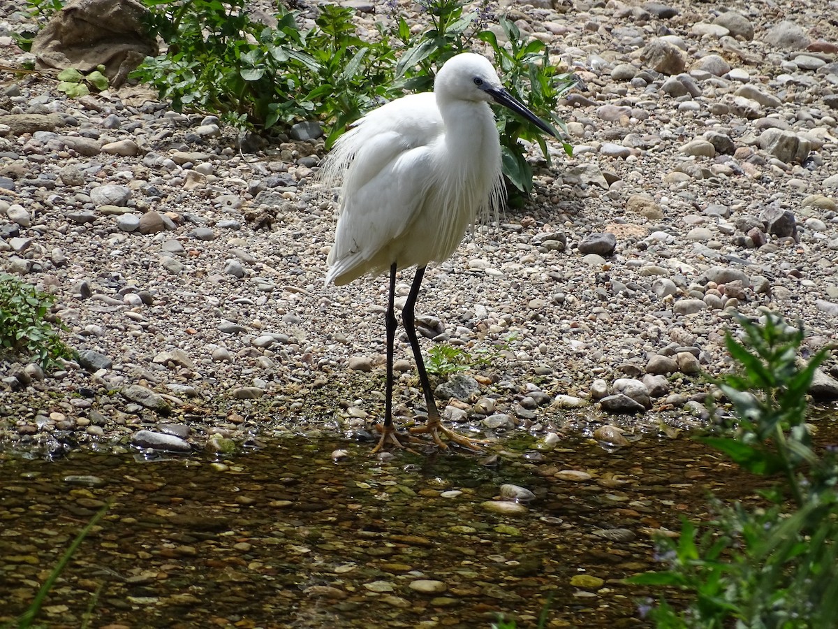 Little Egret - ML353397941