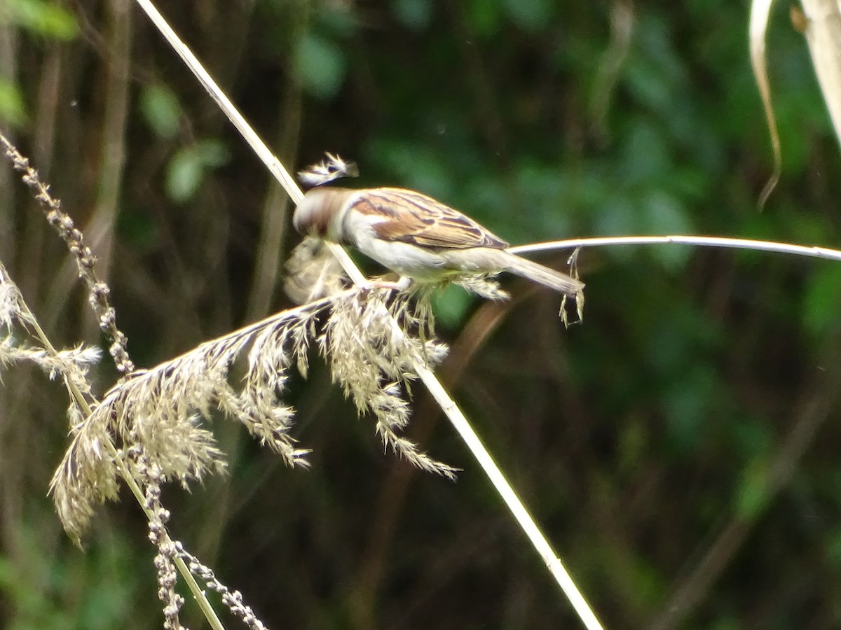 House Sparrow - ML353397971