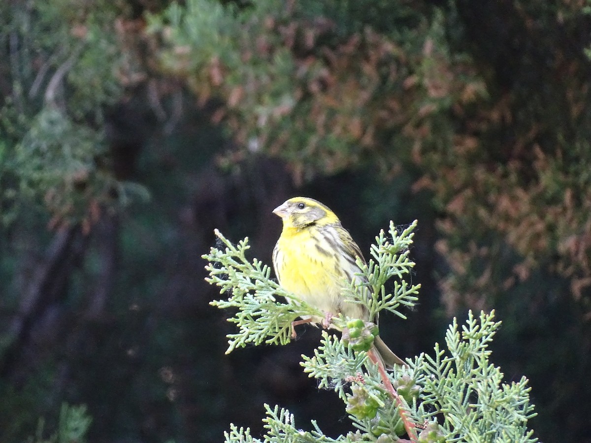 European Serin - ML353397991